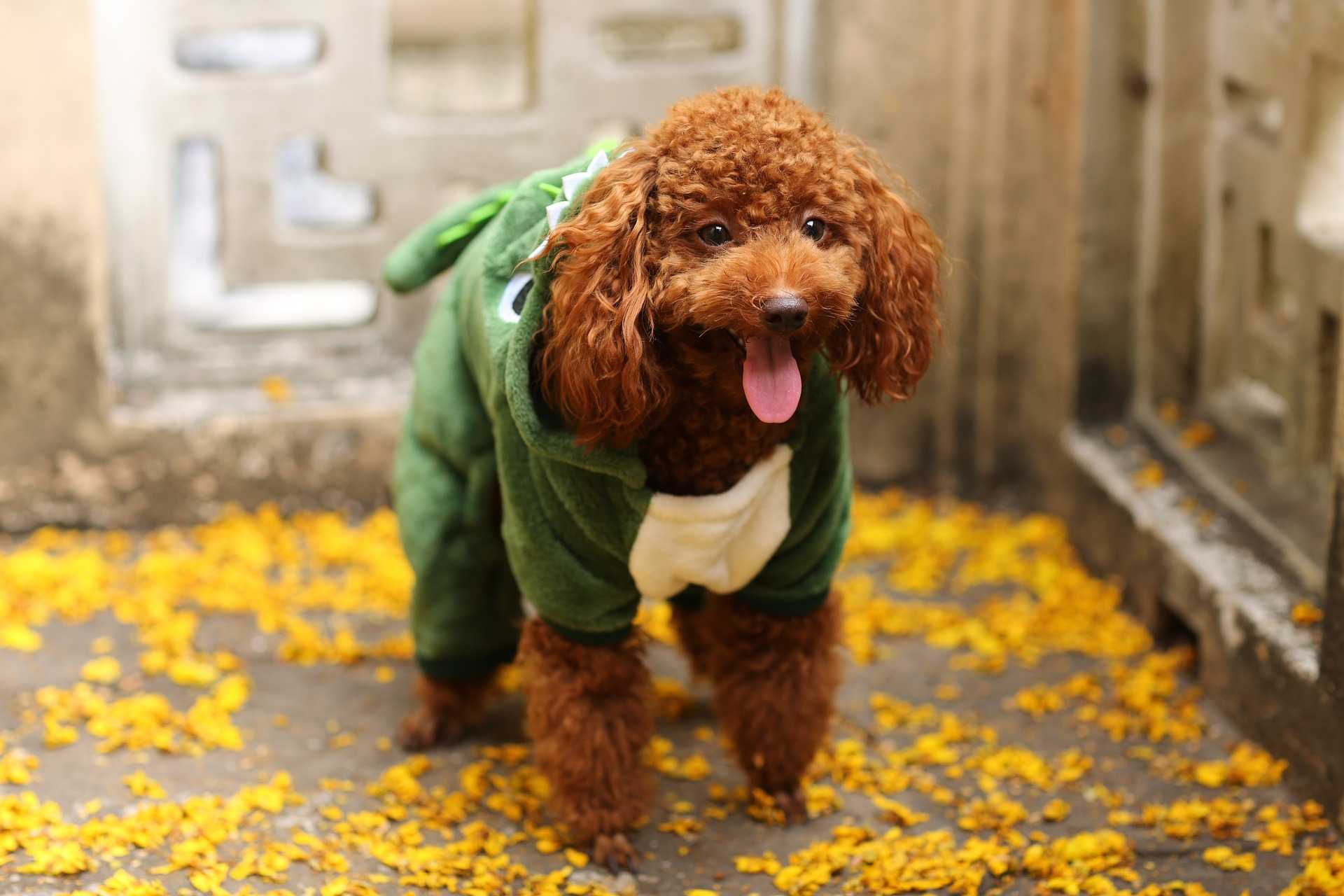 Moda Pet Landing Image